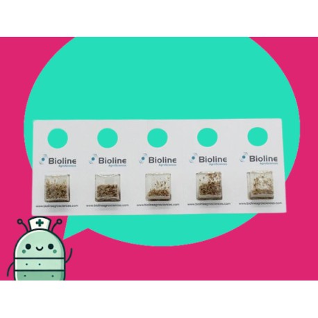 APHIDIUS COLEMANI 1000 ind. BLISTER (10X100)- Aphiline (contra pulgones)