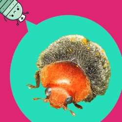 CRYPTOcontrol 500 larvas cryptolaemus contra cochinilla algodonosa