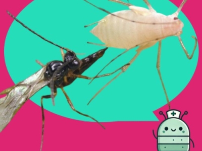 Comprar insectos beneficiosos: guía práctica para el control biológico