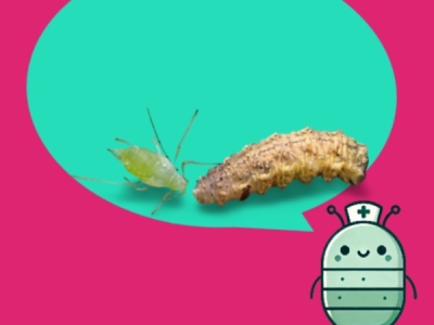 Plagas agrícolas más comunes y su control ecológico con insectos auxiliares