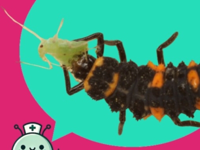Cómo eliminar el pulgón sin insecticidas: guía de control biológico eficaz