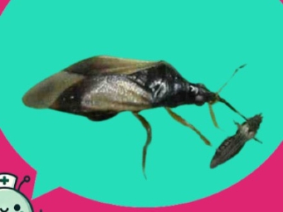 Cómo eliminar los trips sin insecticidas: guía ecológica paso a paso
