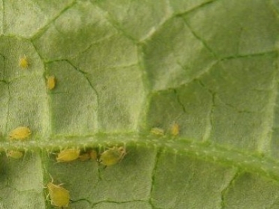 Cómo eliminar el pulgón sin químicos: guía completa basada en control biológico