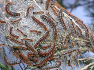 Cómo combatir la procesionaria del pino: trampas, feromonas y endoterapia Ynject