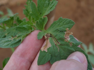 Cómo combatir la Tuta Absoluta del tomate con control biológico