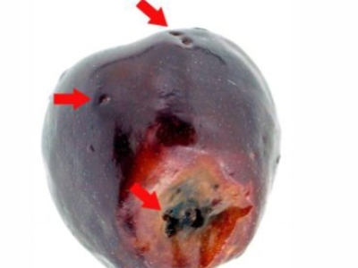 Control de mosca de la cereza y Drosophila suzukii